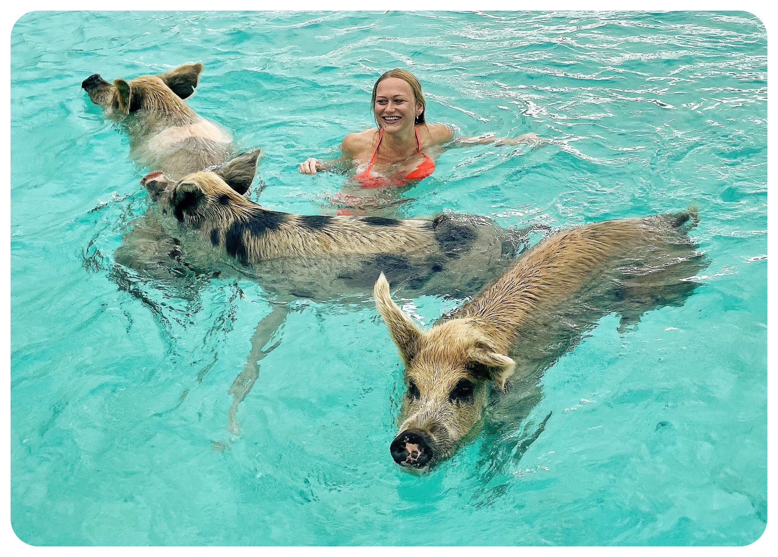 Nassau swimming-pigs